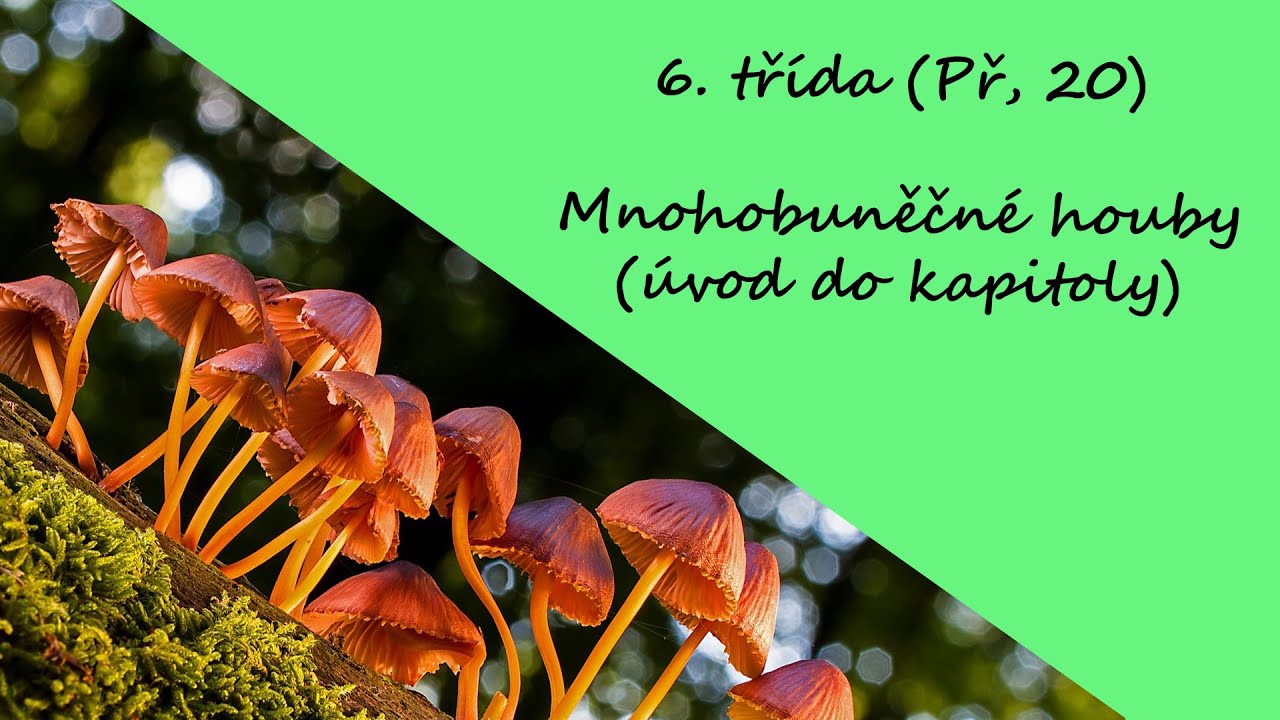 6. třída (Př, 20) - Mnohobuněčné houby (úvod do kapitoly)