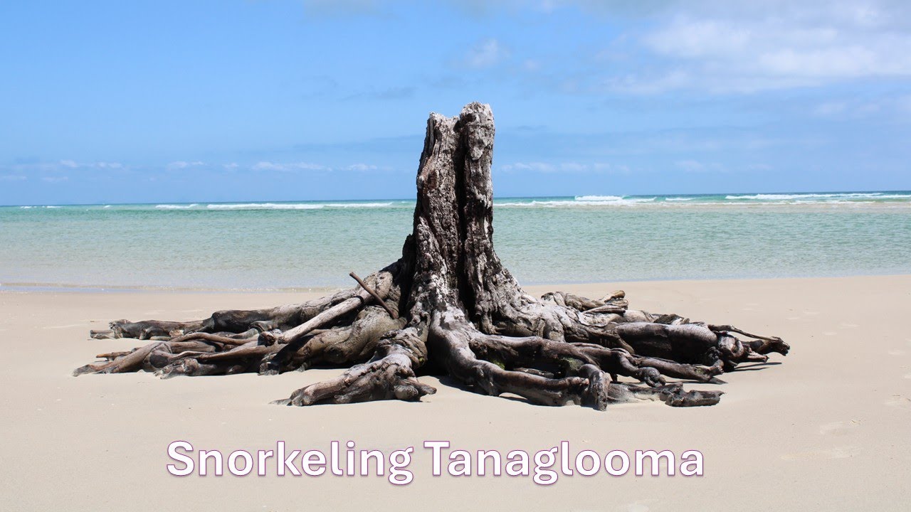Snorkeling the Tangalooma wrecks