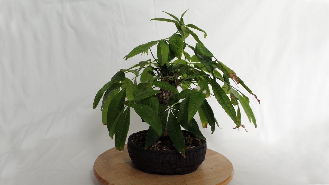 Money tree bonsai, defoliation