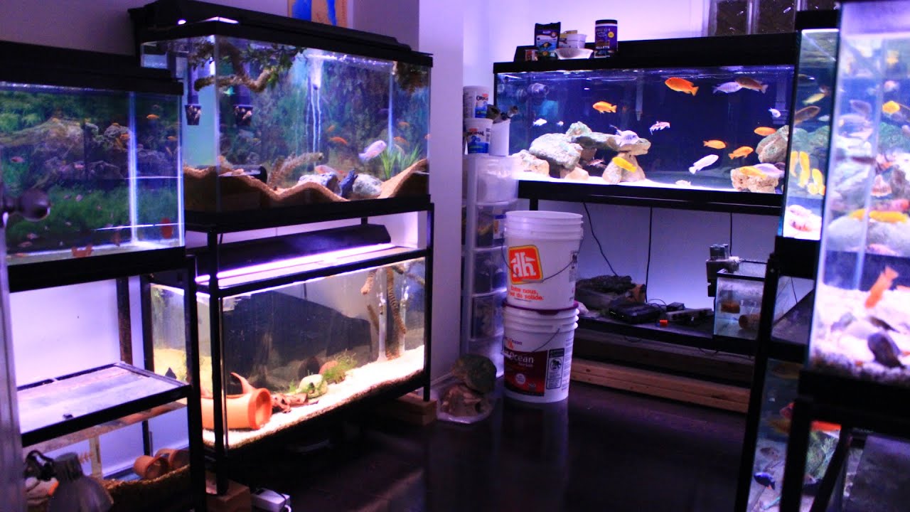FISH ROOM TOUR