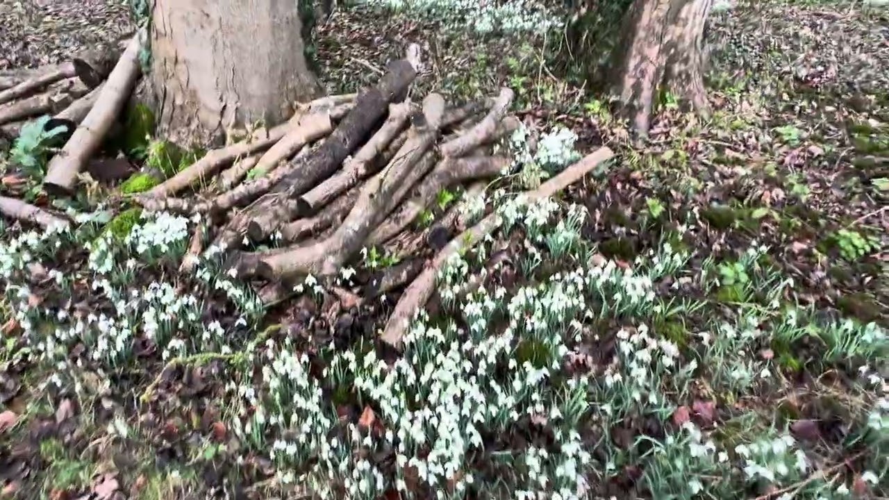 Walsingham Abbey Snowdrops | Winter Walk in Norfolk (January)