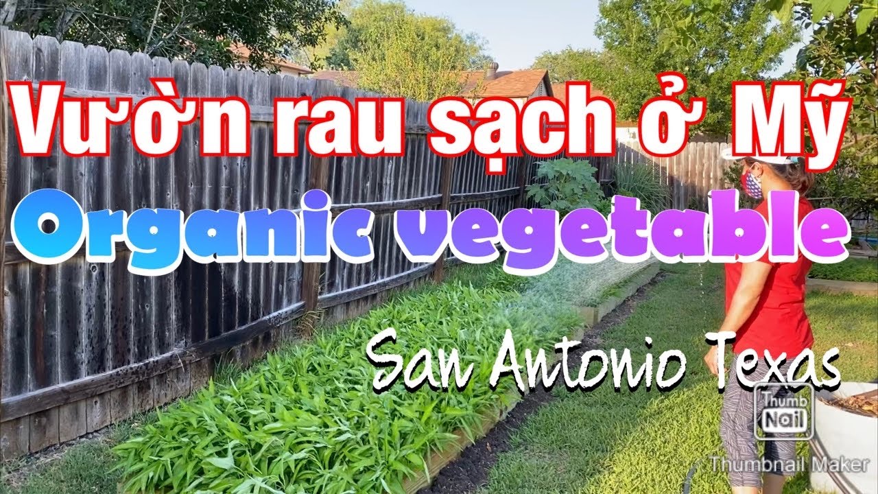Người Việt Trồng Rau Ở Mỹ | Cuộc Sống Mỹ | Single Mom 2020 TX