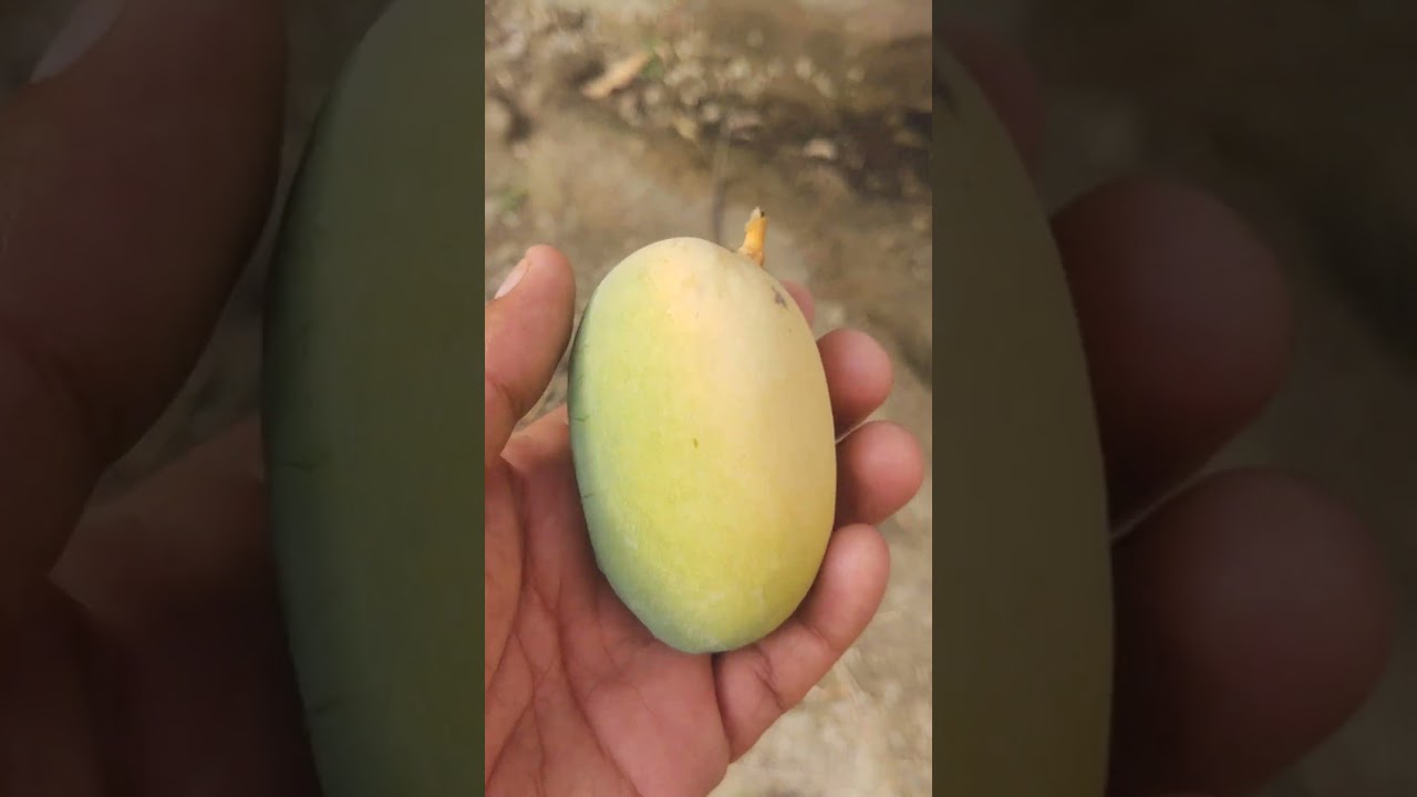 Harvesting Fresh Dasheri 🥭 Mango Fruits . 