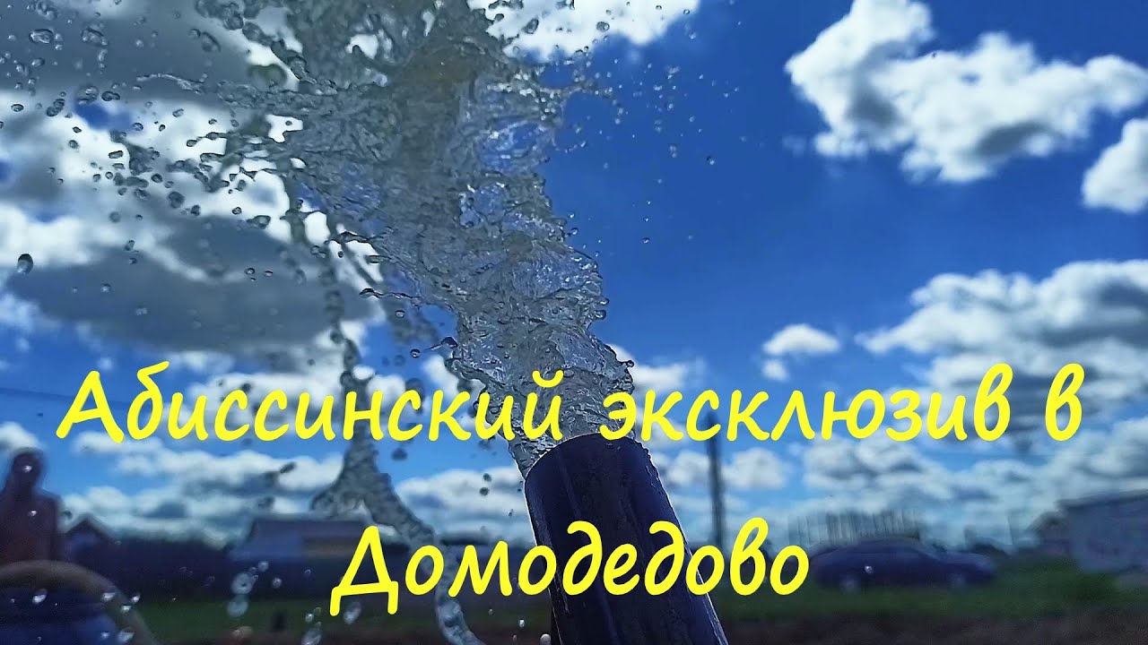 Абиссинский эксклюзив в Домодедово.