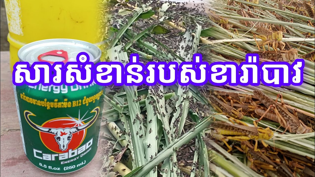សារៈសំខាន់របស់ខារ៉ាបាវសម្រាប់កណ្តូប || Grasshopper farm
