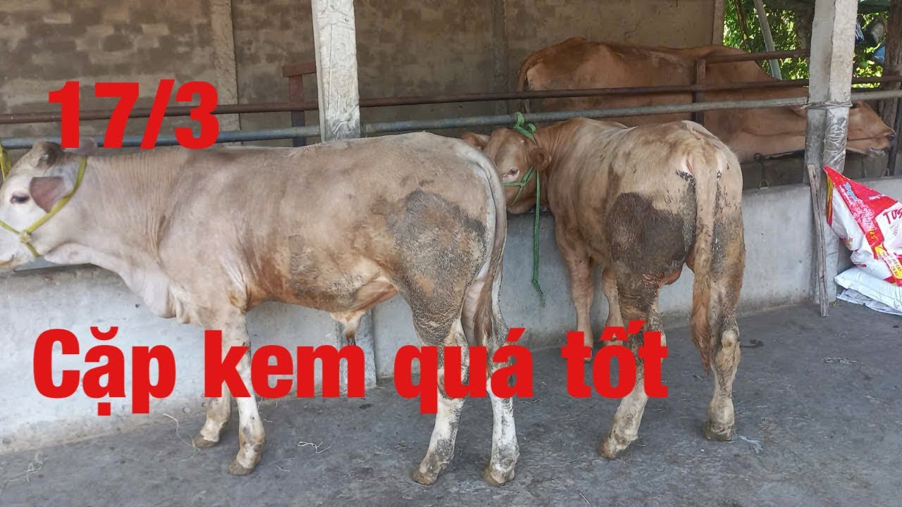 17/3   Tài ba tri báo giá cặp bò kem 50 triệu cực đẹp và lô bò bbb cực tốt kính mong bà con ghé xem