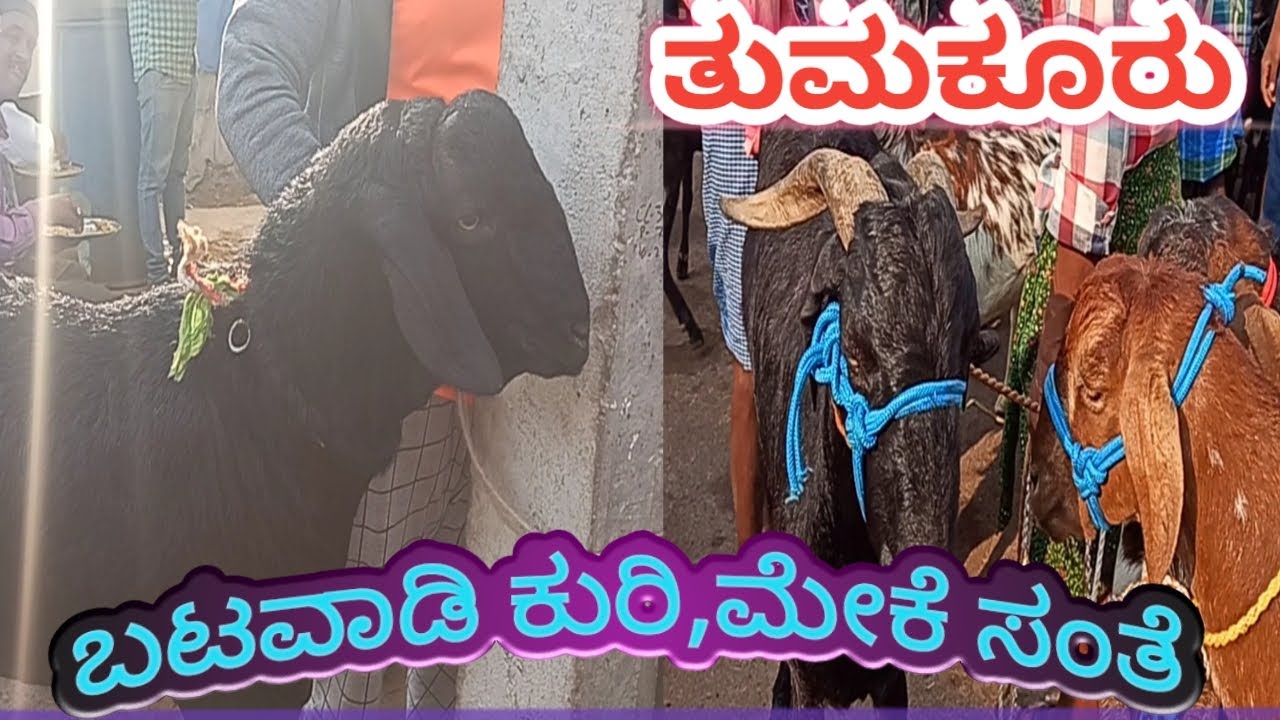 amazing goats, sheep market batawadi Tumkur Karnataka 03.03.2020