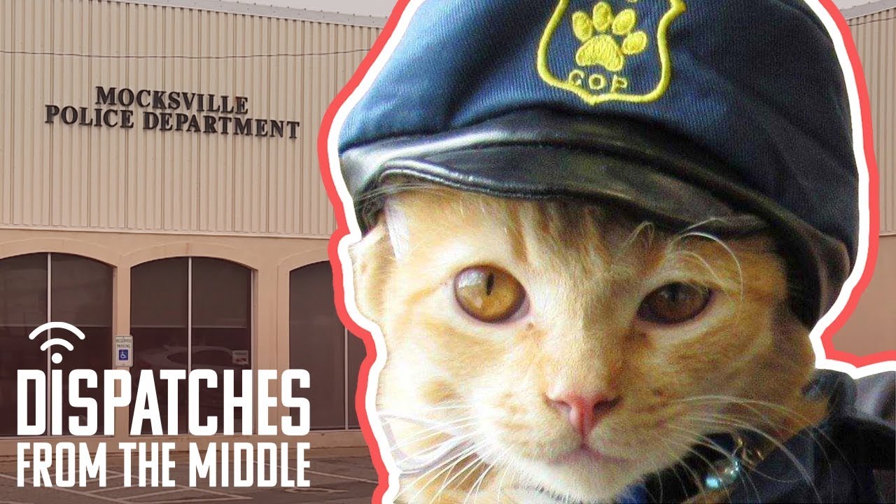 Sarge Butters: The Police Cat Who Turned A Small Town Upside Down | Dispatches From The Middle