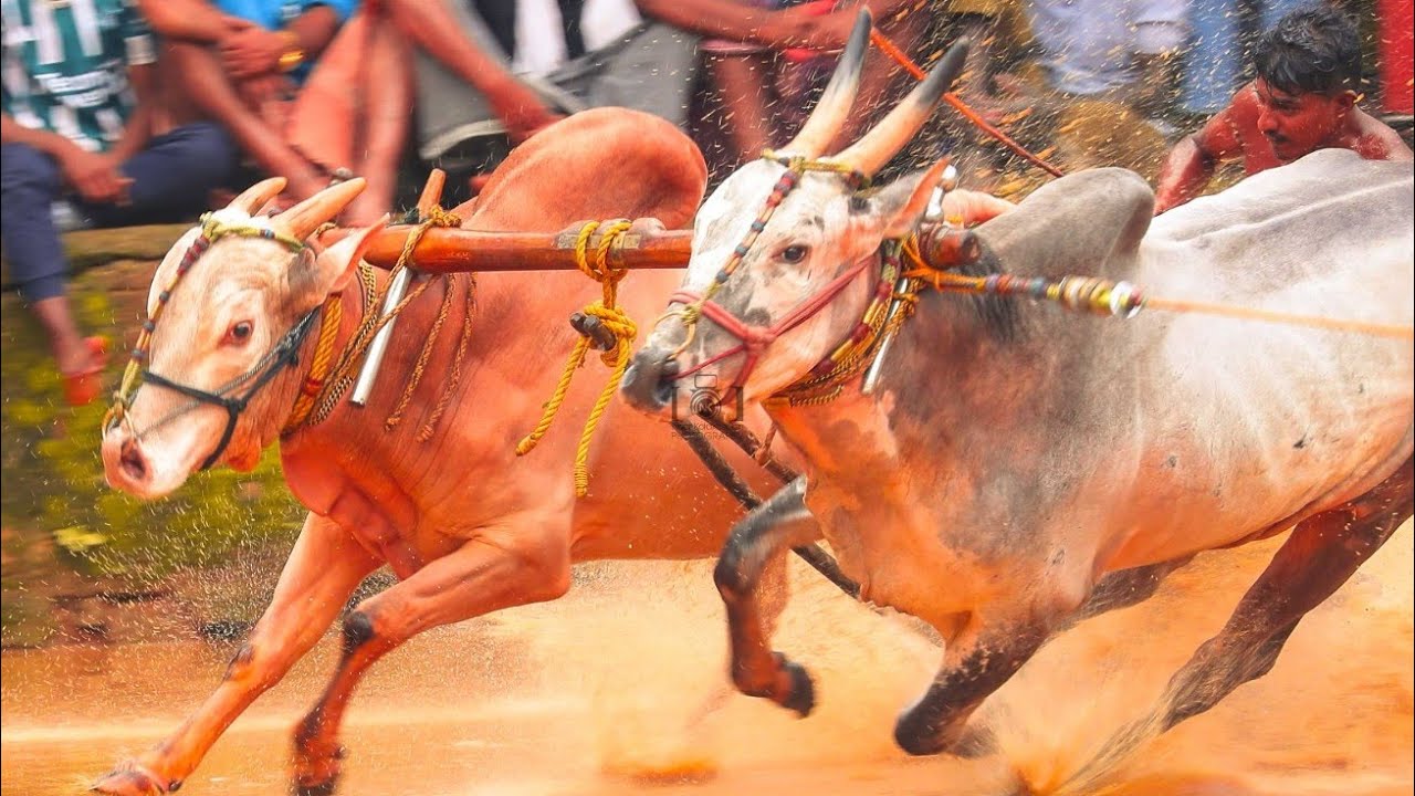 പൊട്ടച്ചിറ കാളപൂട്ട്  21-7-24