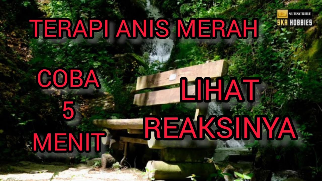 TERAPI Burung ANIS MERAH, Coba 5 Menit Lihat REAKSINYA.