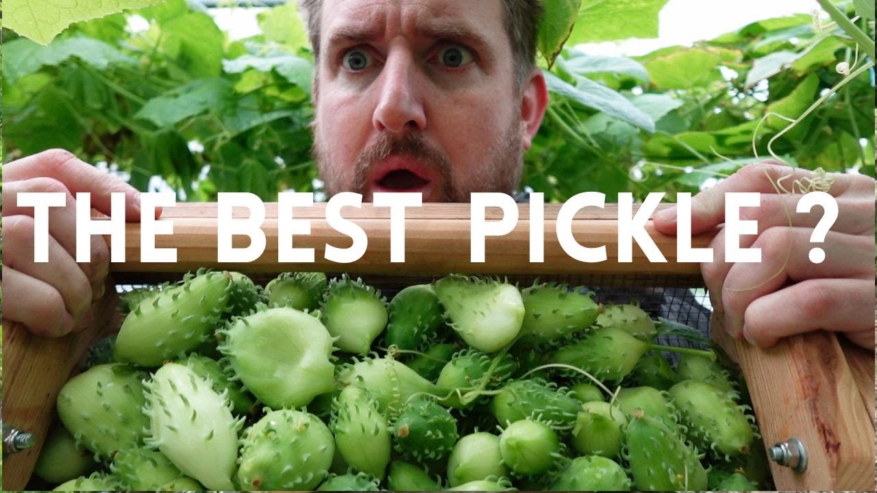 Unusual Pickle - Make this Amazing Relish From Achocha!