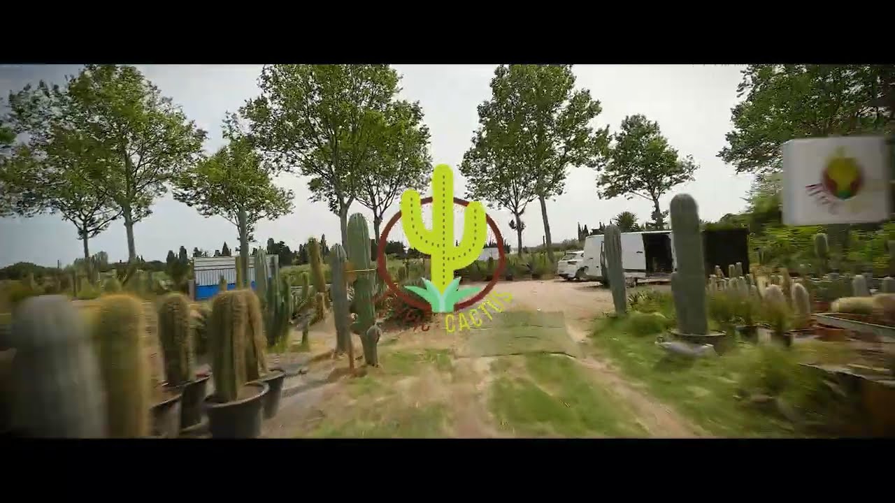 Atypic cactus pépinière