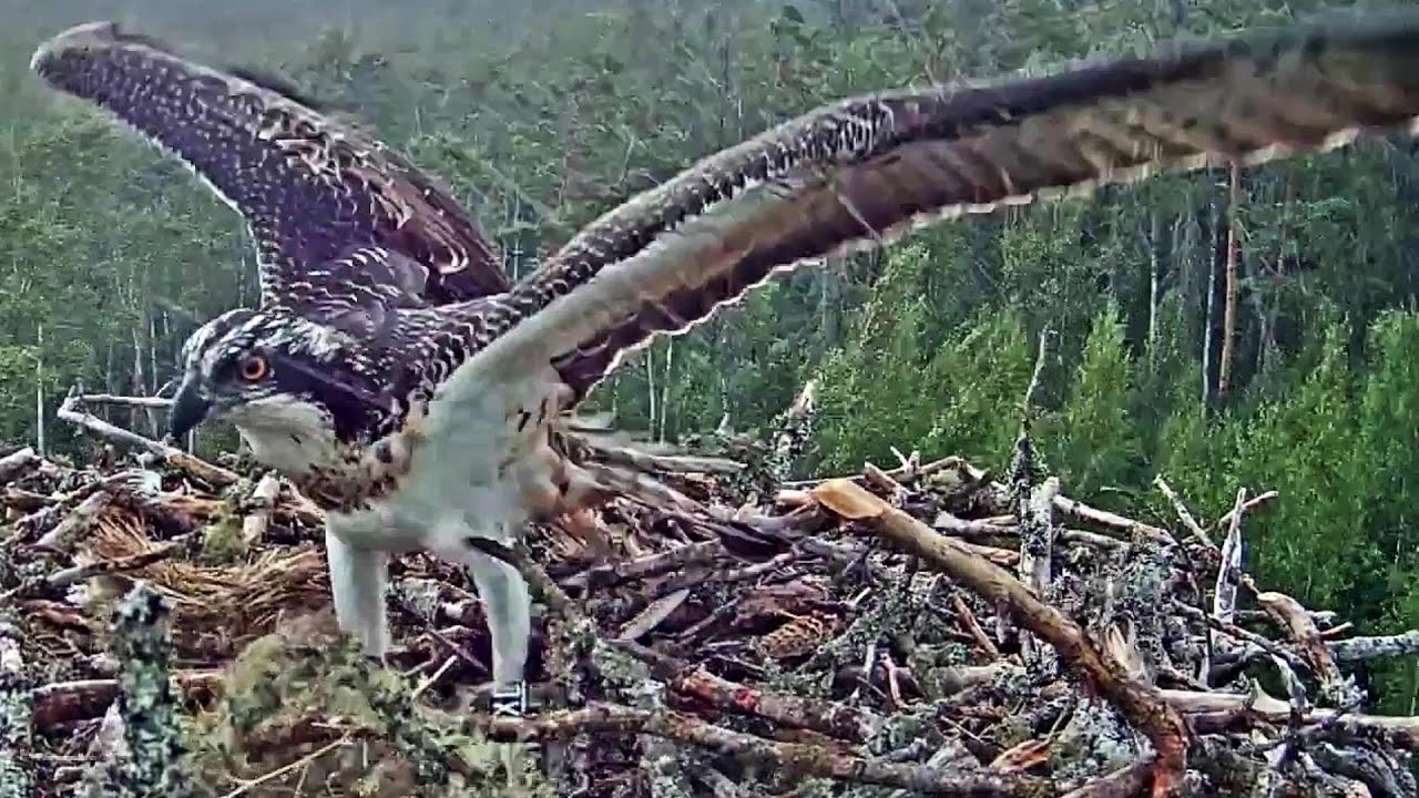 Kalakotkas~Osprets X4 & X4   in violent storms with squalls, rain and hail~4:50 PM 2021/07/27