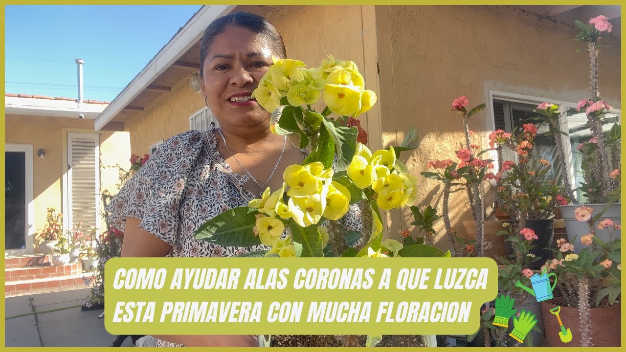 Como ayudar alas Coronas a que Luzca esta Primavera con mucha Floracion