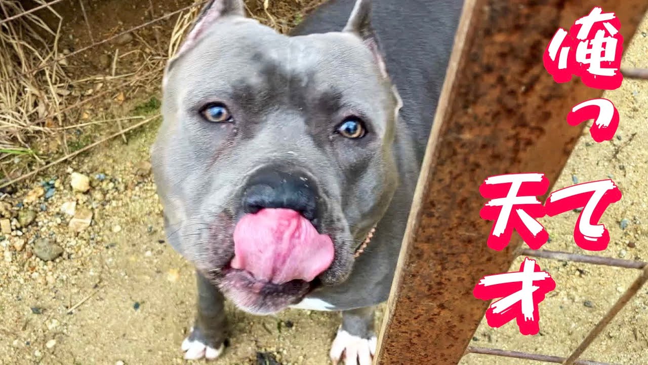 【ピットブル】是非教えて欲しい犬のしつけ
