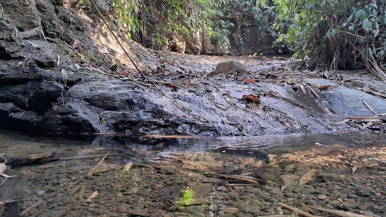 Nature Sounds Of a Forest River For Relaxing 8K/Beautiful Birds Chirping/Soft Mountain Water Flowing