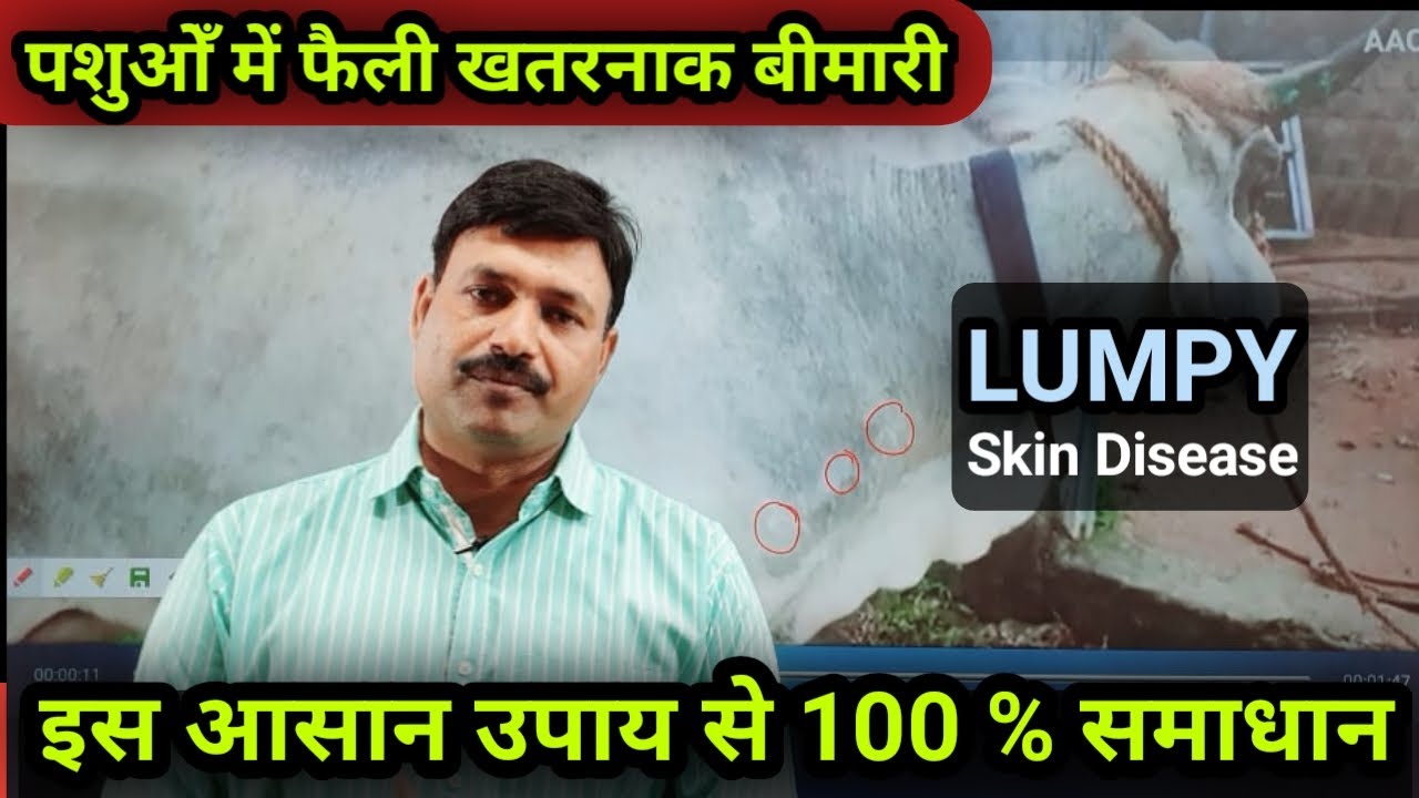 Lumpy Skin disease in cattle