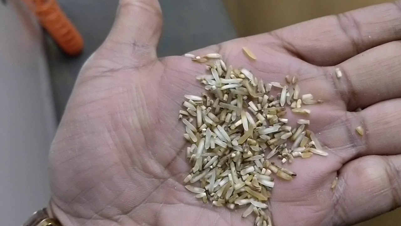 Basmati Rice Processing - Satyam Agro Co,  Jalandhar