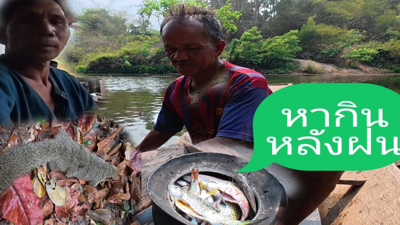 28 กุมภาพันธ์ ค.ศ. 2026ແຍກທາງກັບພານປາຫລາດອອກຫາກິນຫລັງຝົນຕົກ//แยกทางออกหากินหลังฝนตกกับพรานปลาหลาด