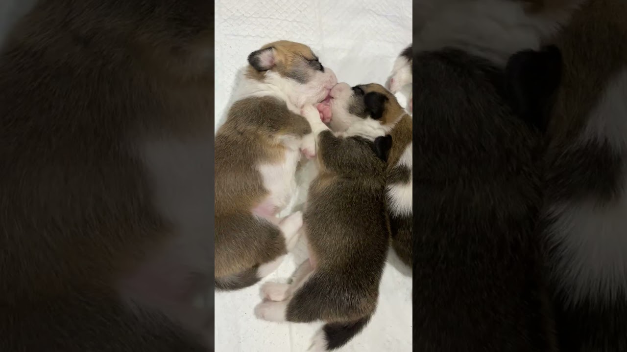 Corgi puppies 20 days old, 20 ngày tuổi