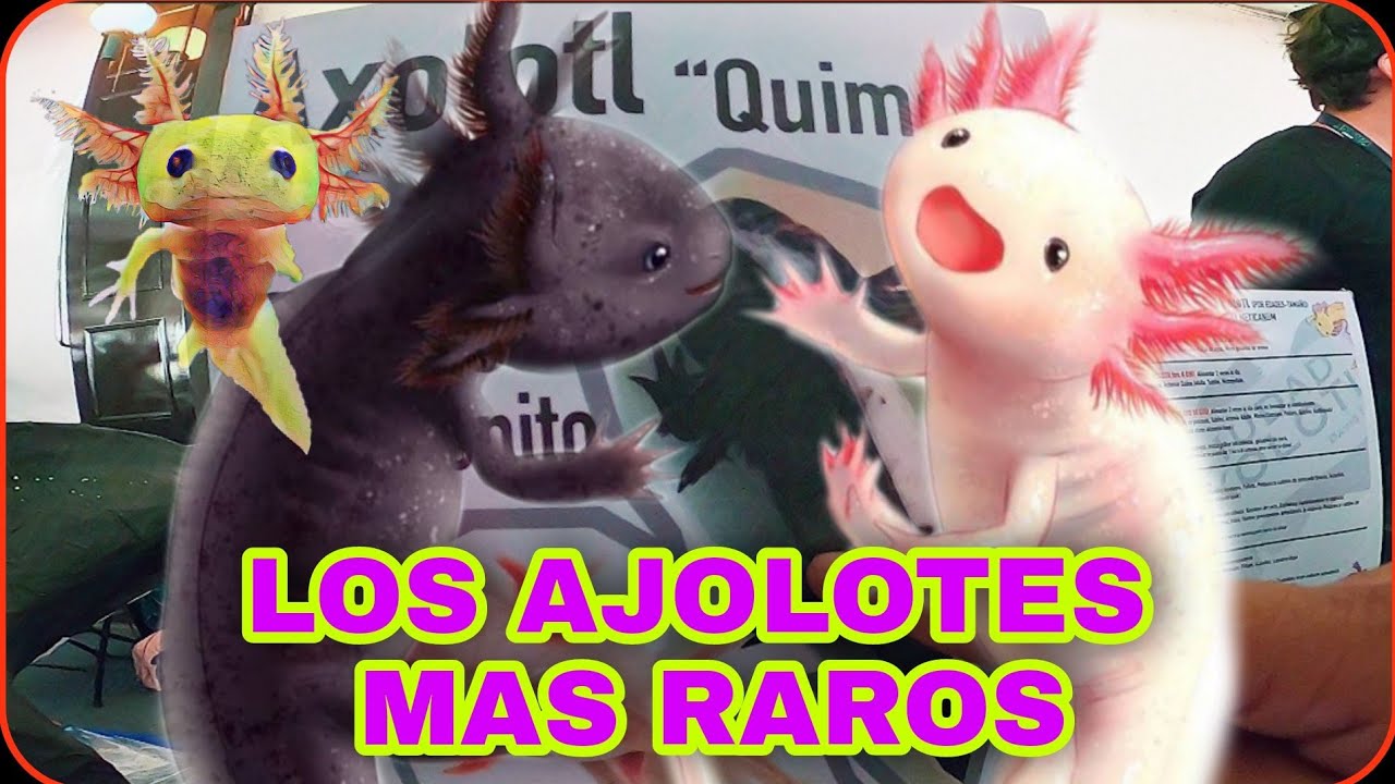 AJOLOTES EXTRATERRESTRES  David Índigo nos muestra sus ejemplares más raros.