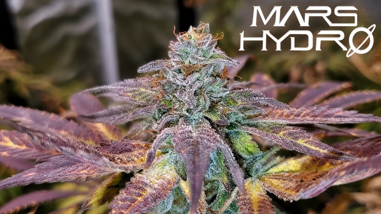 Square1 Genetics G-Rolls Final (Trim, Cure, & Dry Weight) - Mars Grow: S4 EP8 | Mars Hydro FC6500
