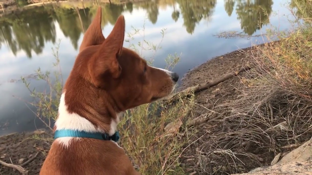 Basenji Hiking Companion