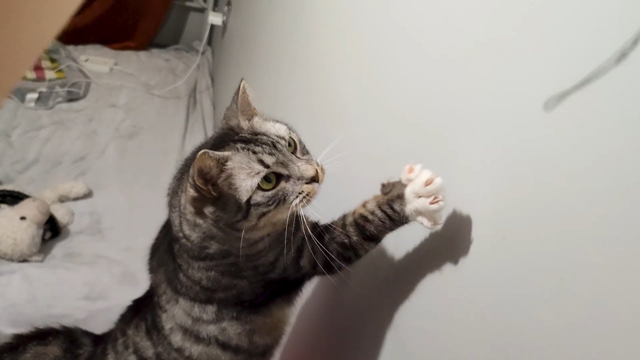 Tabby Cat That Can Play With Anything