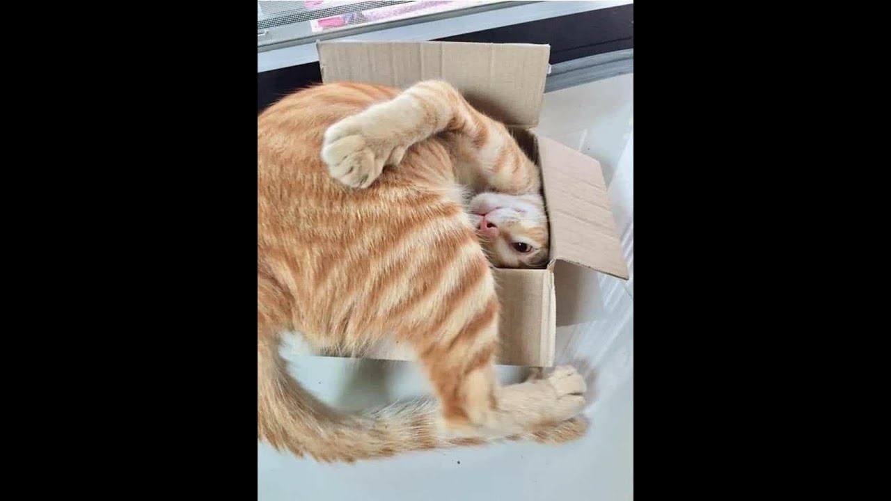 😺 Пятничные коты! 🐈 Видео смешных кошек и котят для поднятия настроения! 😻