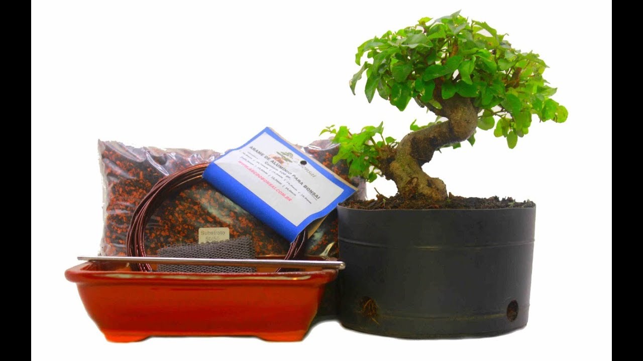 MEU PRIMEIRO BONSAI | KIT ABC DO BONSAI