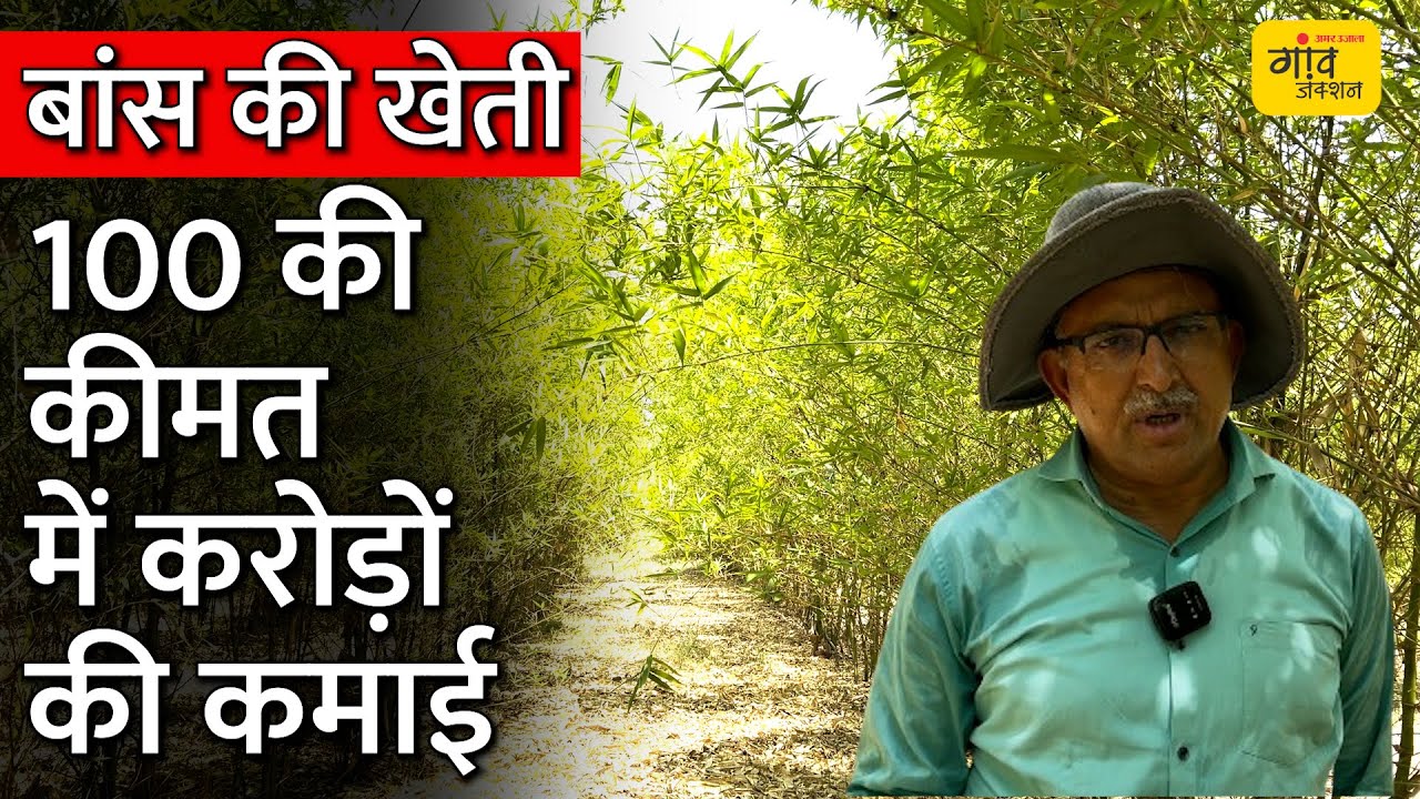 Bamboo Farming : बांस की खेती से जीवनभर कमाएं लाखों, जानिए मुनाफे से लेकर खर्चे तक की डिटेल