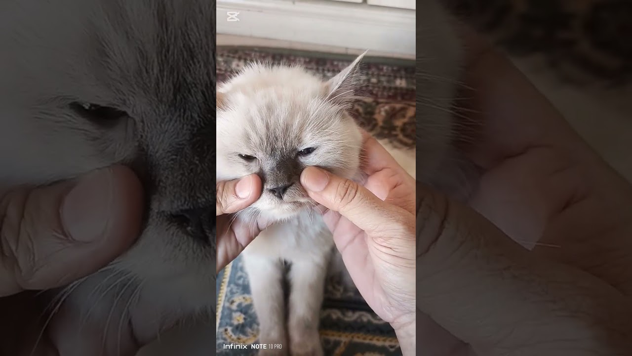 Lara, Dara Ka 1st Vedio Q Banaya?🎥😺🐈 Or In K Sath Aisa Q Kiy? @LaraDaraFunda#cat #viralvideo #cute 