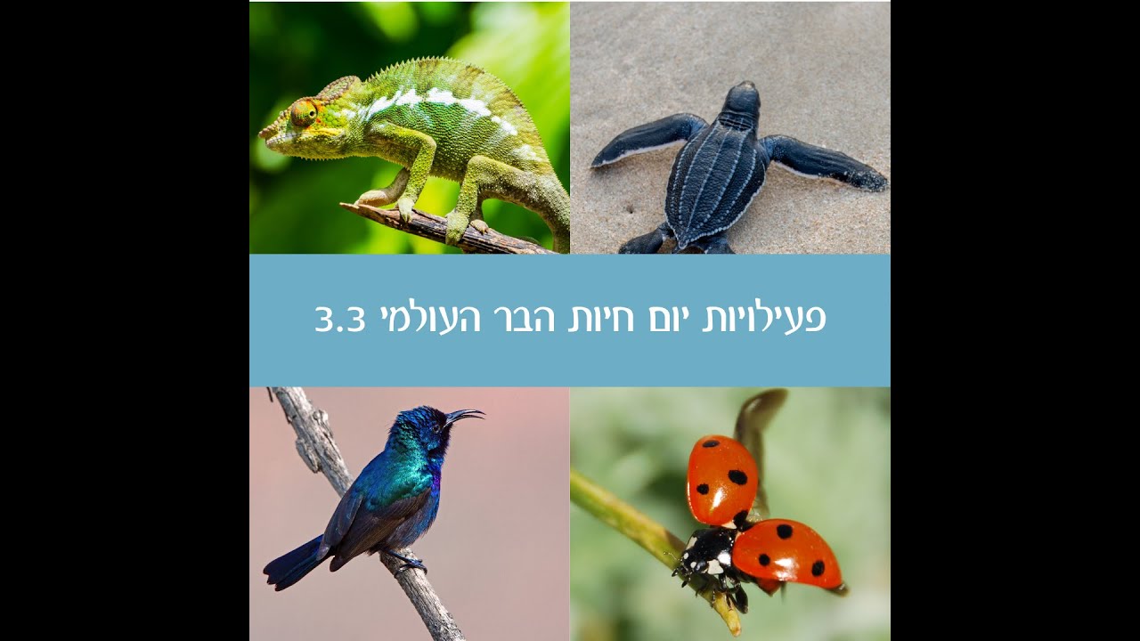 פעילויות יום חיות הבר העולמי - קסם הדבורים ואמנת חיות הבר / יוסי אוד