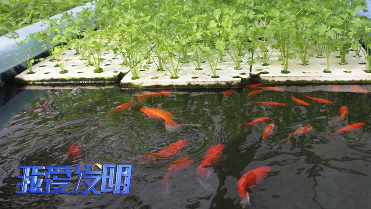 全新养鱼模式竟能养如此多的鱼！这里养鱼不换水，种菜不施肥，全方位揭秘鱼菜共生的高密度养殖法！|「我爱发明」20230425