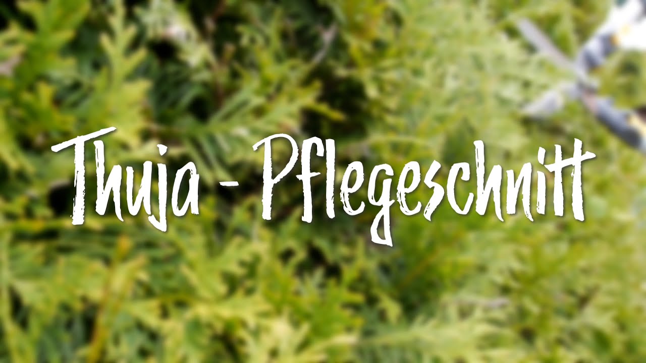 In d' Tuun: Thuja - Pflegeschnitt