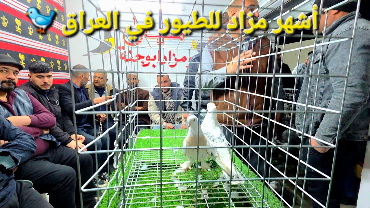 يوم في أكبر مزاد للطيور بالعراق | سوق الطيور في موصل