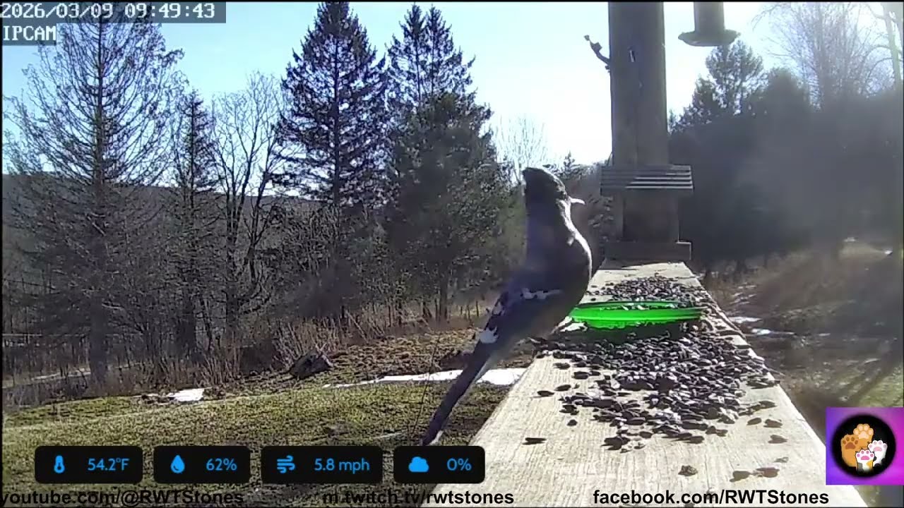 Cat TV Live Bird Cam NE PA USA 2026/3/9