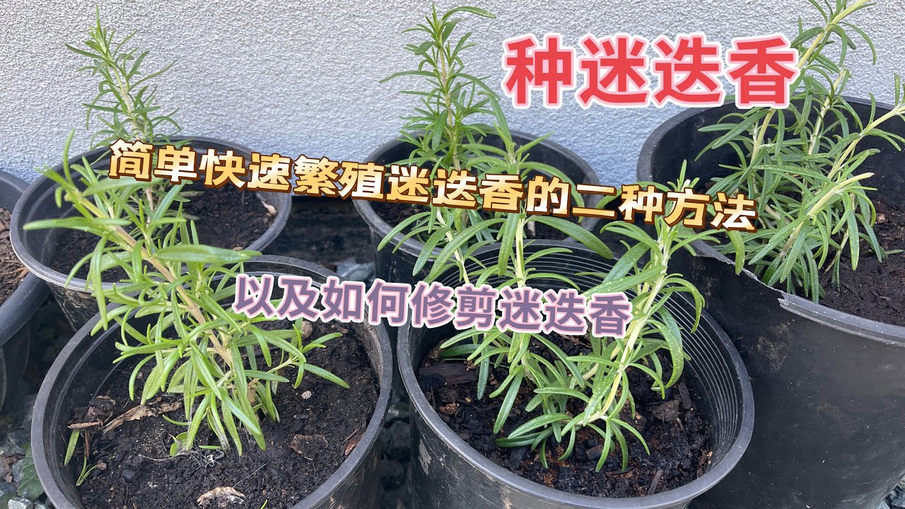 种迷迭香｜不用种子如何快速繁殖迷迭香以及如何正确修剪迷迭香