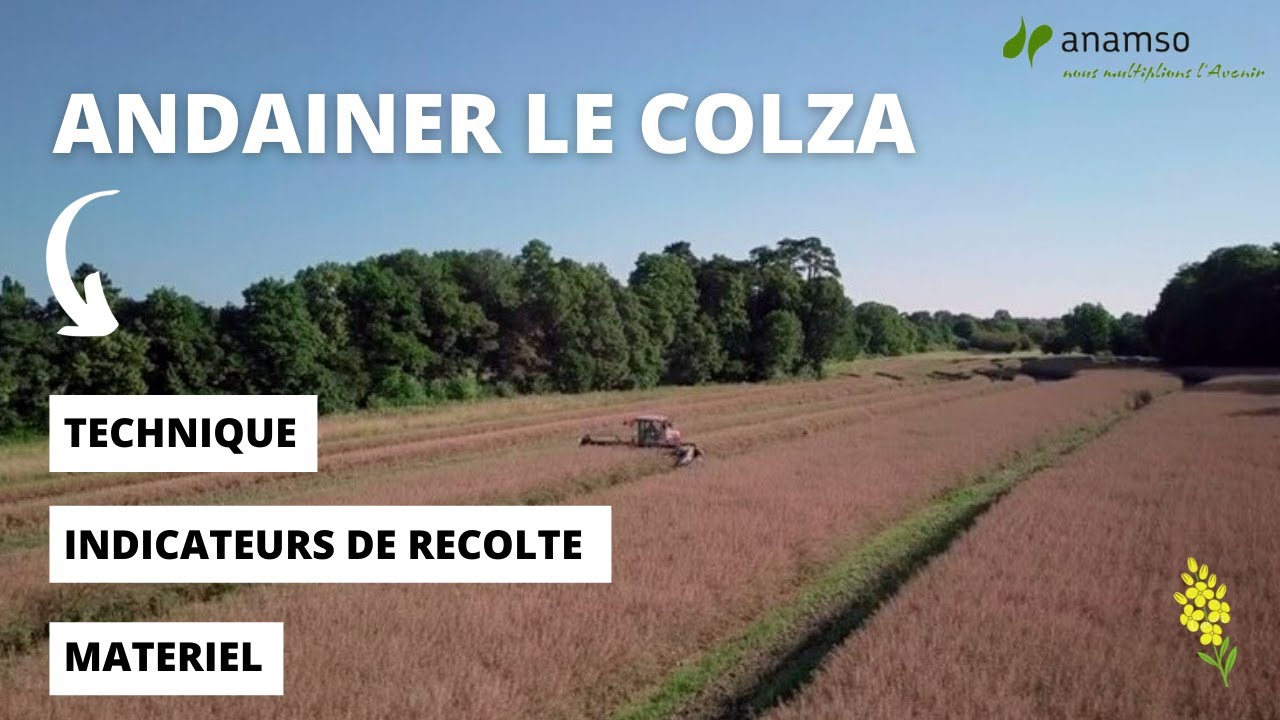 Récolte du colza : l'andainage, une technique adaptée