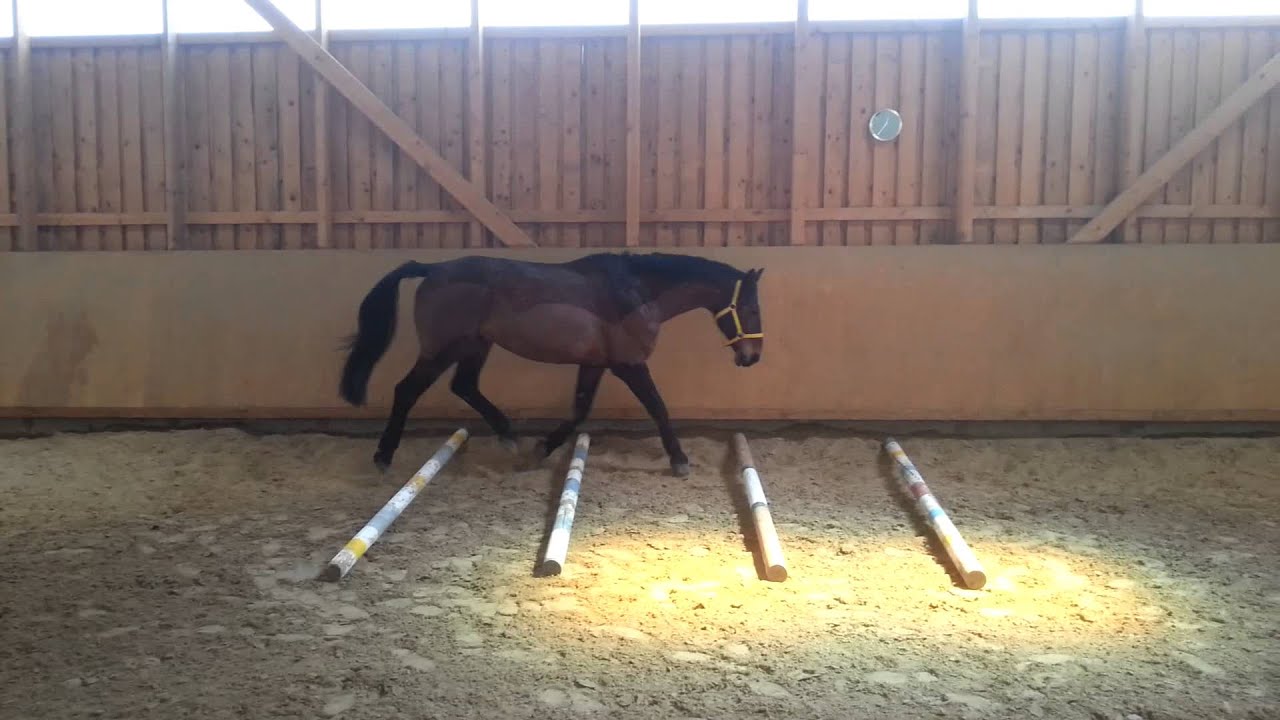 Trabstangen & freispringen 5.5.2013 faulenzen ♥