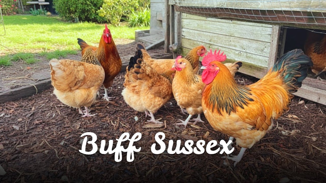 Ayam Ini Bisa Menghasilkan Telur Dan Daging Dengan Sama Baiknya | Buff Sussex Chicken 