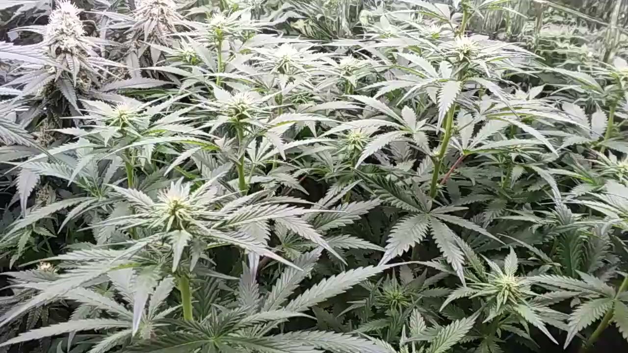 Remo Nutrients