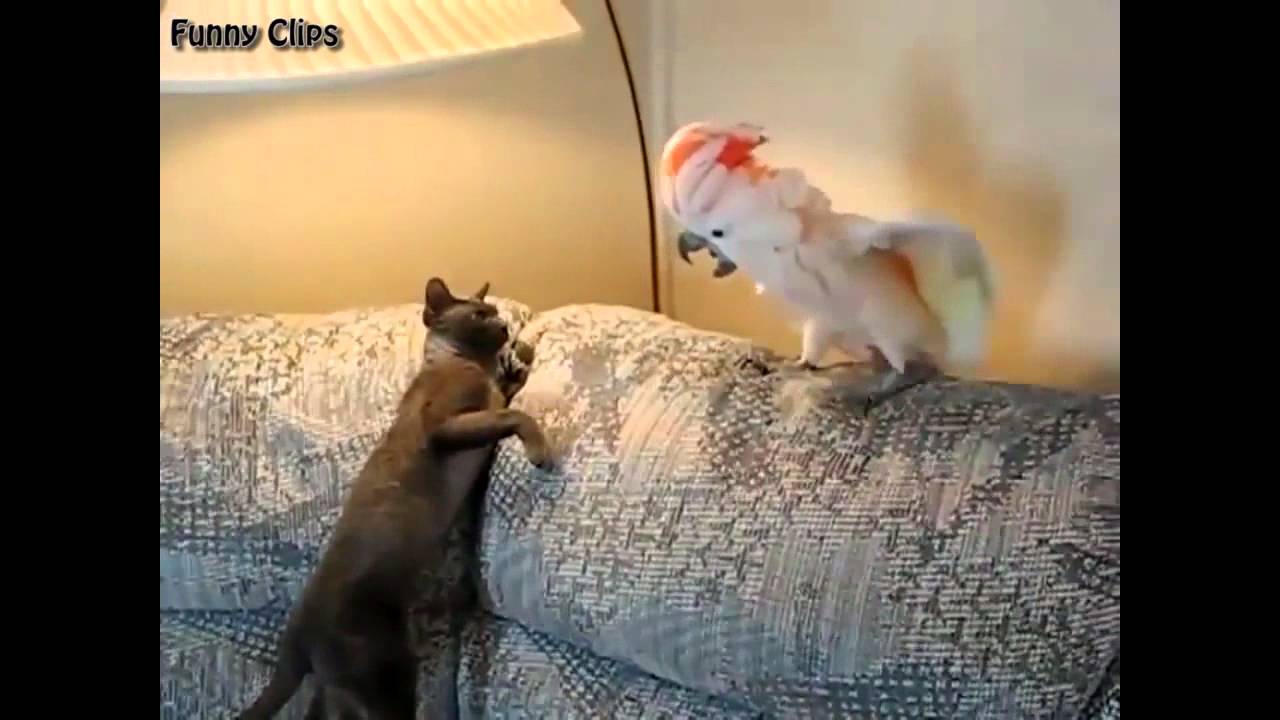 cockatoo is angry on cat | Cat and Parrot fight