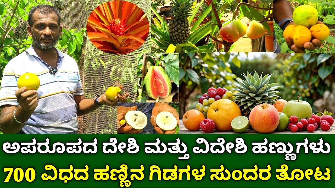 ಅಪರೂಪದ ದೇಶಿ ಮತ್ತು ವಿದೇಶಿ ಹಣ್ಣುಗಳ ತೋಟ | 700 varieties of exotic fruit plants | horticulture farming