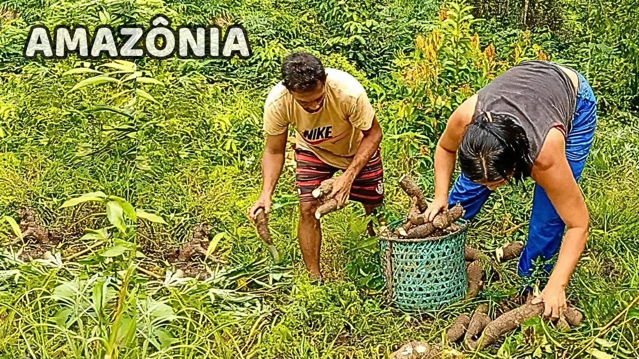 Dia de Serviço Pesado: COLHEITA DE MANDIOCA na Roça Amazônica