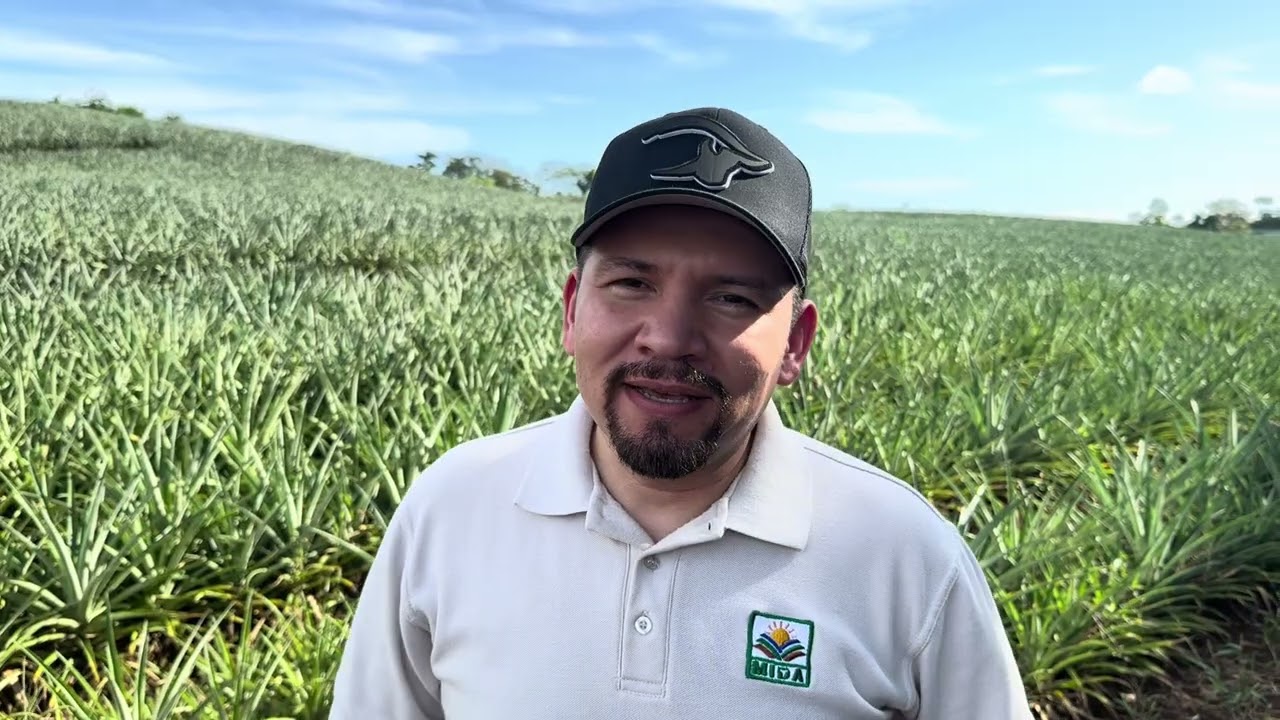 Cropwise Protector Scauting la herramienta más versátil de Syngenta en tu cultivo 