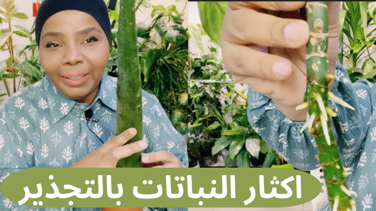 اسباب نجاح نقل التجذير بالماء الى تربة