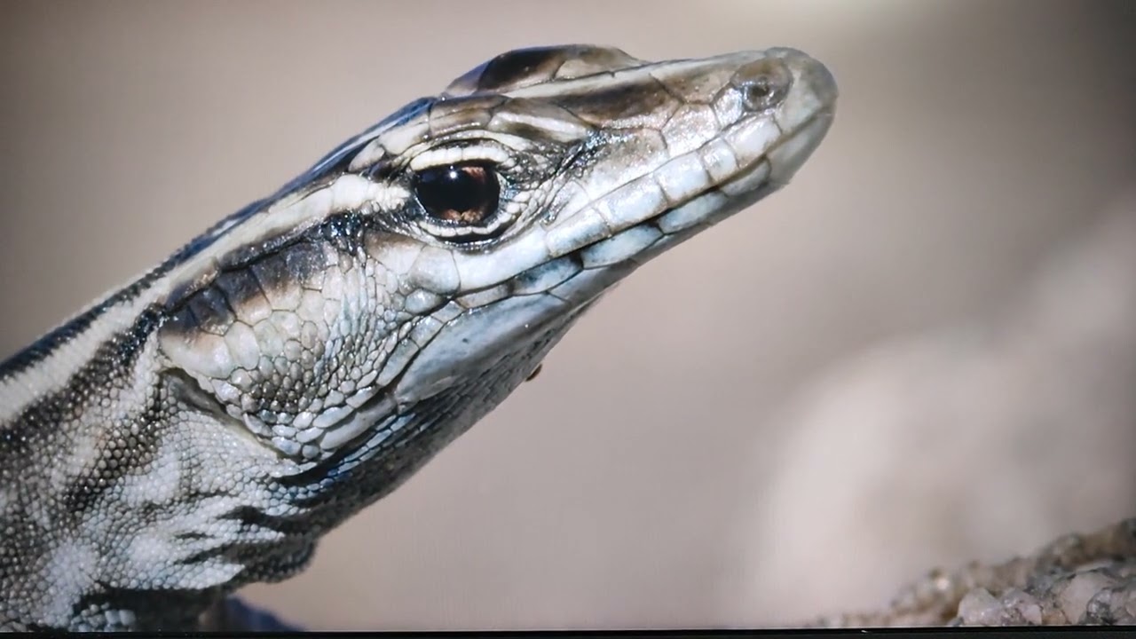 Flat-backed lizards (mimicry)