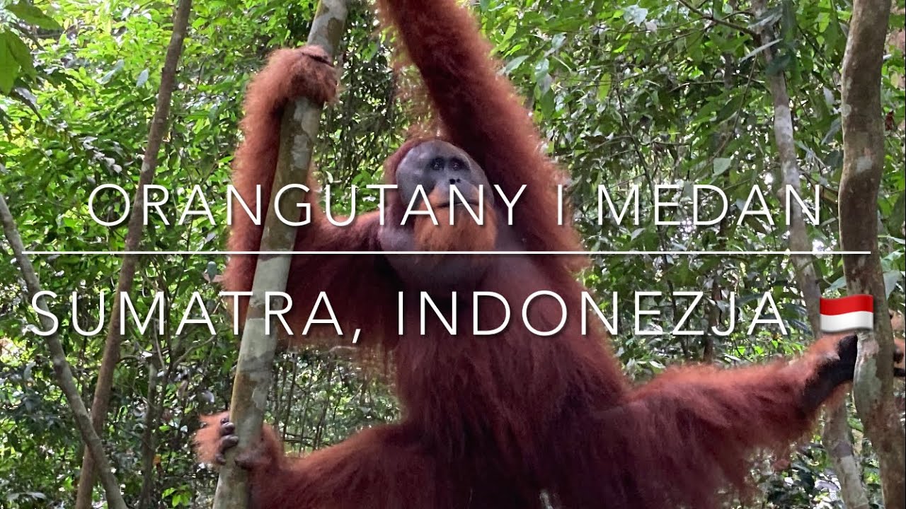 # 254 Indonezja Sumatra i PN Gunung Leuser: orangutany, Medan