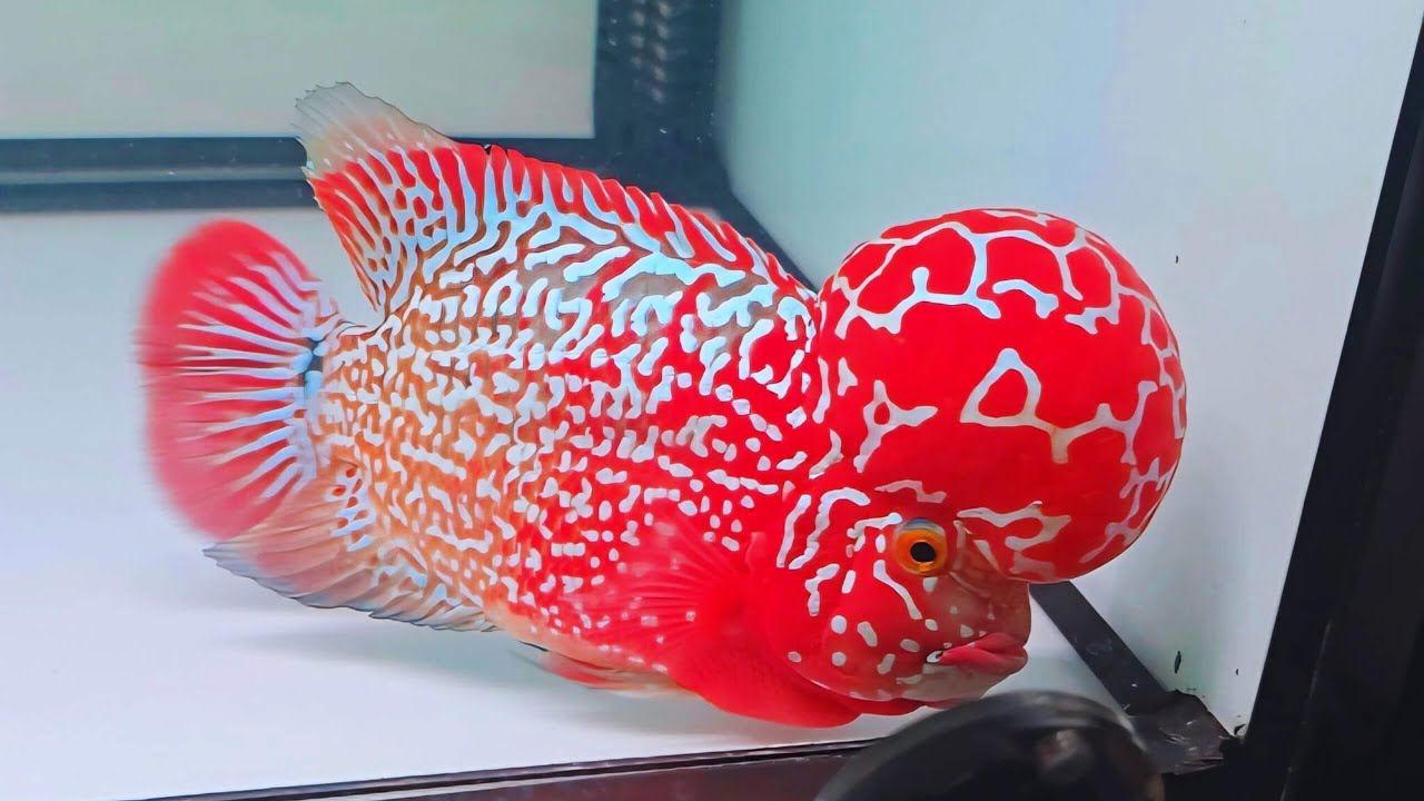 8 Most Beautiful Super Red Flowerhorn | Big Head Kamfa Flowerhorn Fish